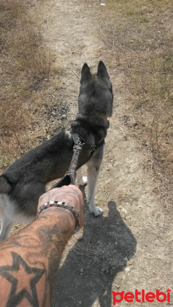 Sibirya Kurdu (Husky), Köpek  gölge fotoğrafı