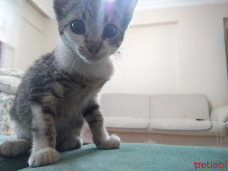 Tekir Kedi, Kedi  MİA fotoğrafı