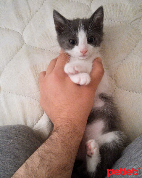 Tuxedo (Smokin) Kedi, Kedi  Potter fotoğrafı