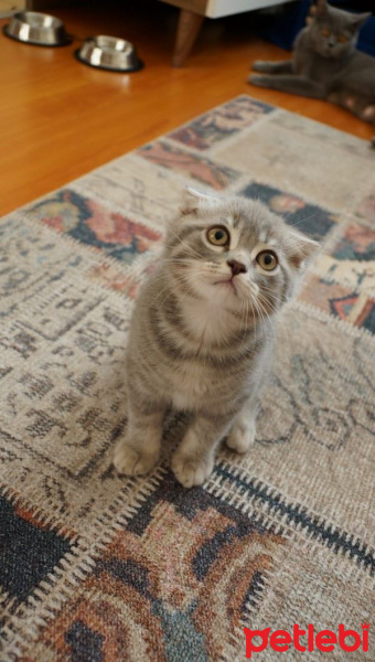 Scottish Fold, Kedi  Duman fotoğrafı