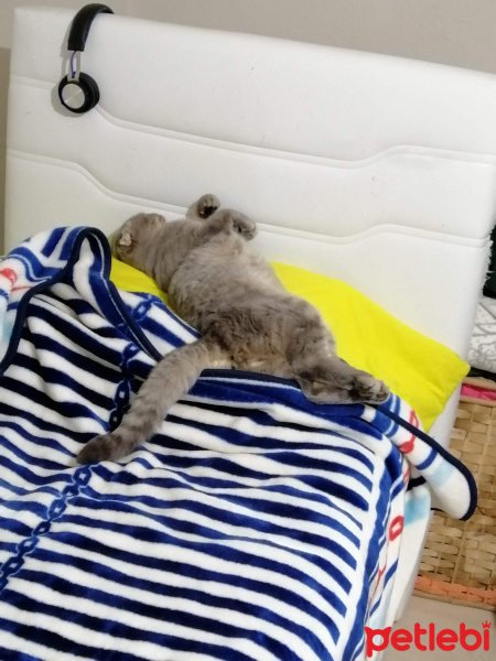 Scottish Fold, Kedi  Duman fotoğrafı