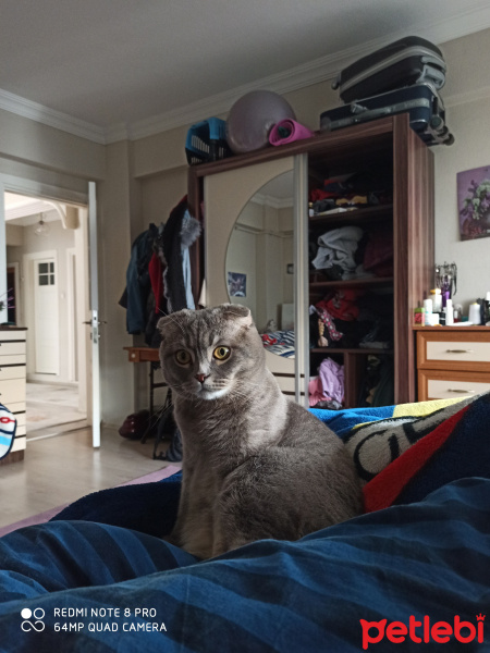 Scottish Fold, Kedi  Duman fotoğrafı