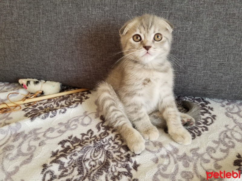 Scottish Fold, Kedi  ısabel fotoğrafı