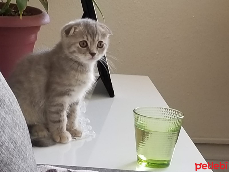 Scottish Fold, Kedi  ısabel fotoğrafı