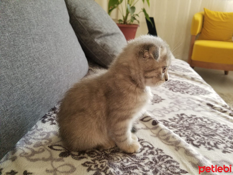 Scottish Fold, Kedi  ısabel fotoğrafı