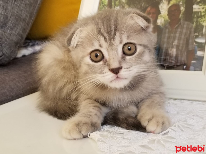 Scottish Fold, Kedi  ısabel fotoğrafı