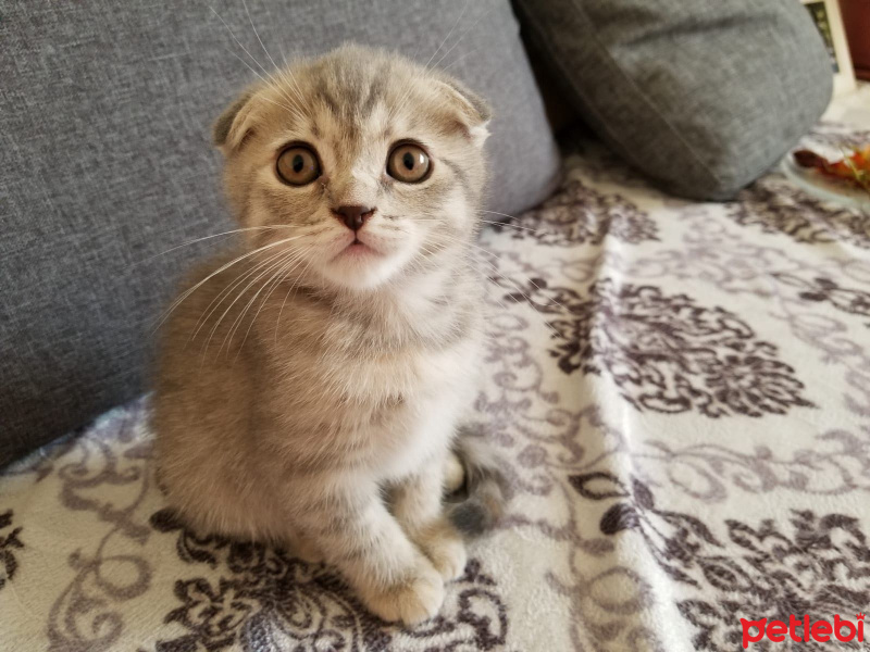 Scottish Fold, Kedi  ısabel fotoğrafı