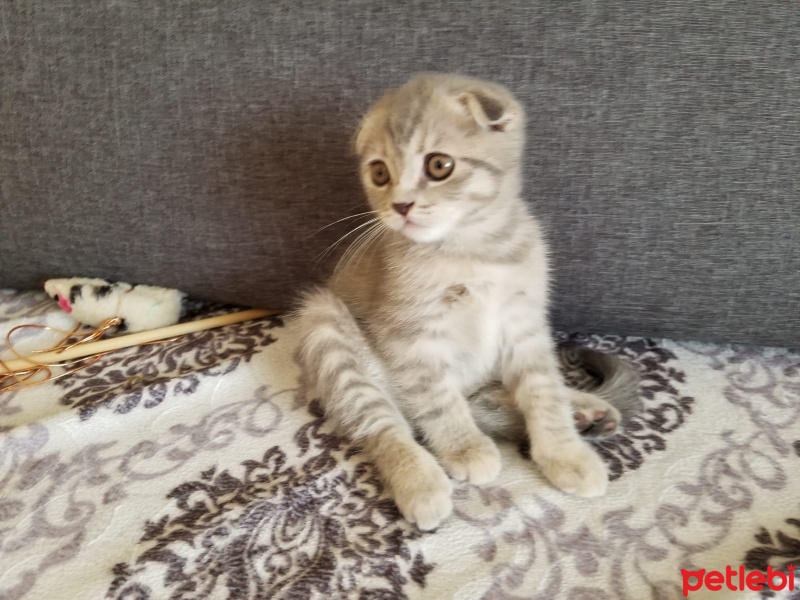 Scottish Fold, Kedi  ısabel fotoğrafı