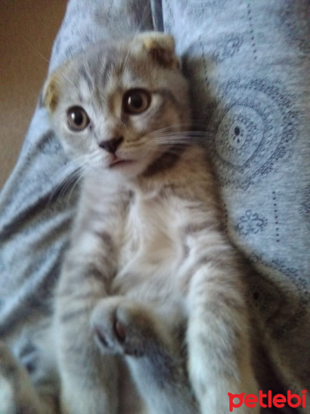 Scottish Fold, Kedi  ısabel fotoğrafı