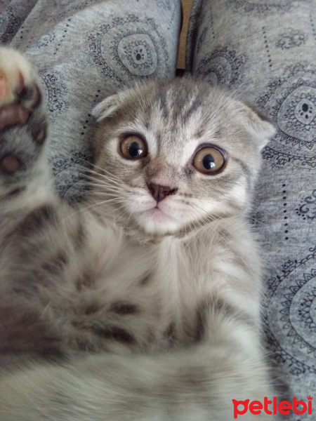 Scottish Fold, Kedi  ısabel fotoğrafı