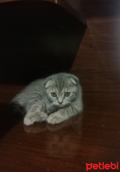 Scottish Fold, Kedi  ısabel fotoğrafı