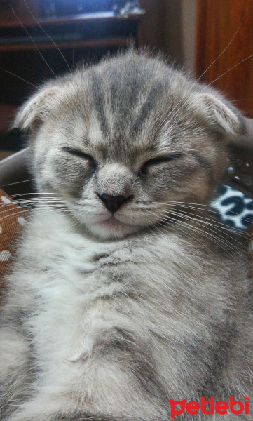 Scottish Fold, Kedi  ısabel fotoğrafı