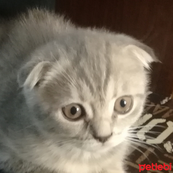 Scottish Fold, Kedi  ısabel fotoğrafı