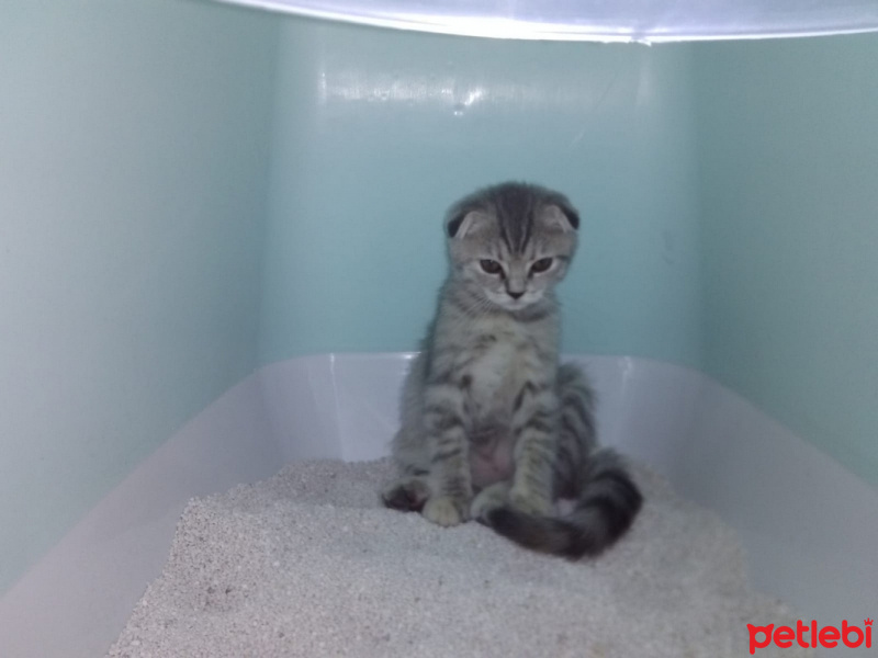 Scottish Fold, Kedi  ısabel fotoğrafı