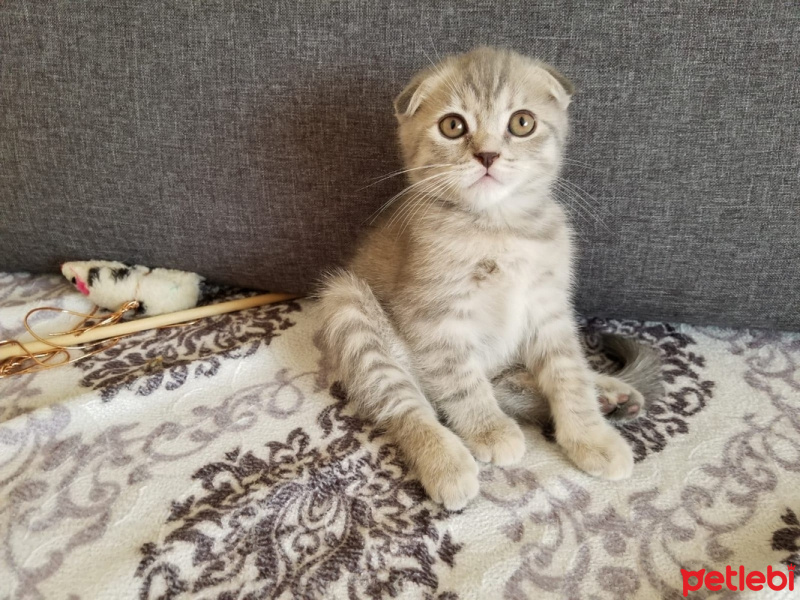 Scottish Fold, Kedi  ısabel fotoğrafı