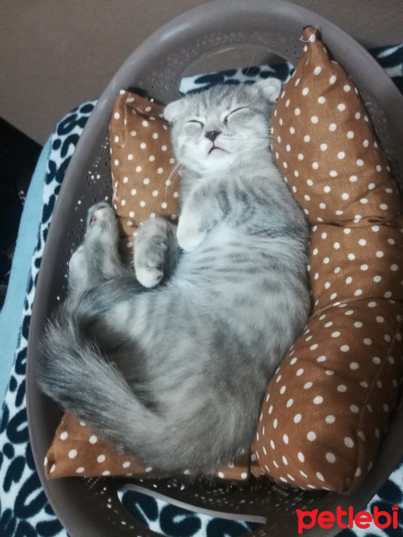 Scottish Fold, Kedi  ısabel fotoğrafı