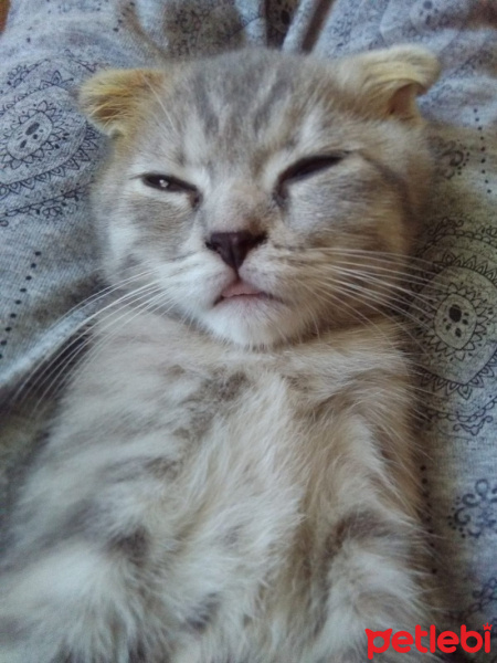 Scottish Fold, Kedi  ısabel fotoğrafı