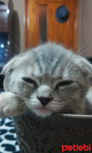 Scottish Fold, Kedi  ısabel fotoğrafı