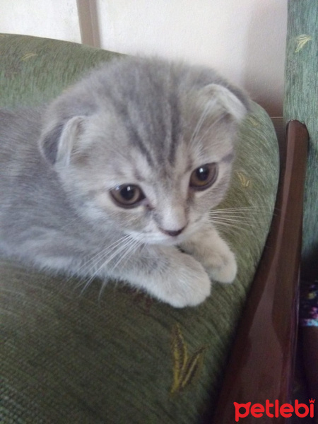 Scottish Fold, Kedi  ısabel fotoğrafı