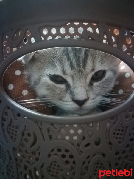 Scottish Fold, Kedi  ısabel fotoğrafı