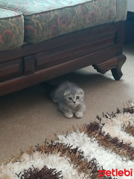 Scottish Fold, Kedi  ısabel fotoğrafı
