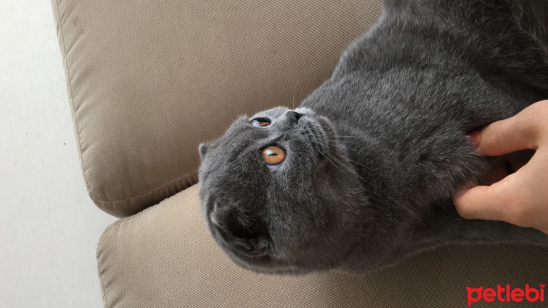 Scottish Fold, Kedi  Wolfie fotoğrafı