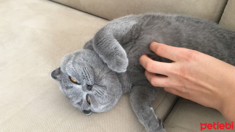 Scottish Fold, Kedi  Wolfie fotoğrafı