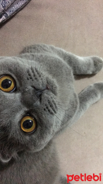 Scottish Fold, Kedi  Wolfie fotoğrafı