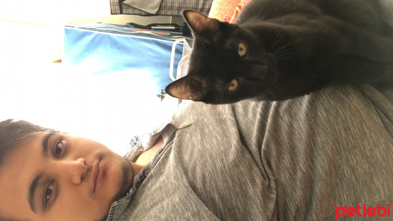 Bengal, Kedi  Münir bey fotoğrafı