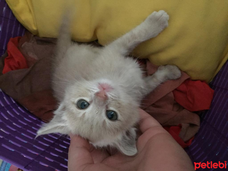 Sarman, Kedi  Fındık fotoğrafı