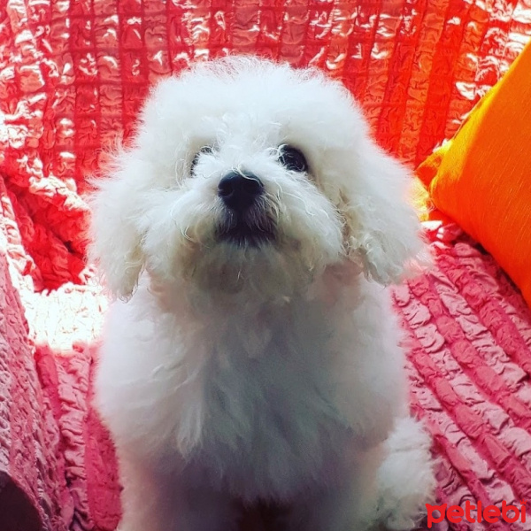 Maltese, Köpek  Şans fotoğrafı