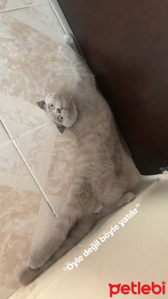 Scottish Fold, Kedi  Deniz fotoğrafı