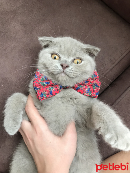 Scottish Fold, Kedi  Deniz fotoğrafı