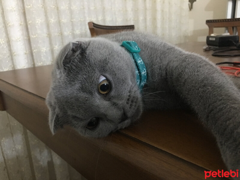 Scottish Fold, Kedi  Münir Bey fotoğrafı