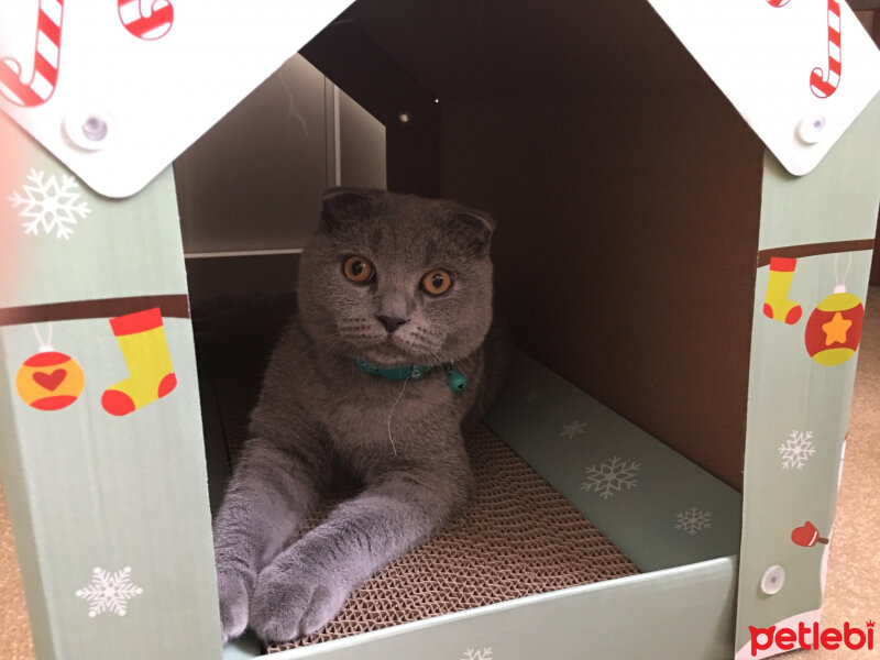 Scottish Fold, Kedi  Münir Bey fotoğrafı