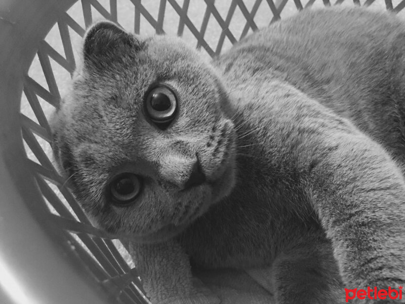 Scottish Fold, Kedi  Münir Bey fotoğrafı