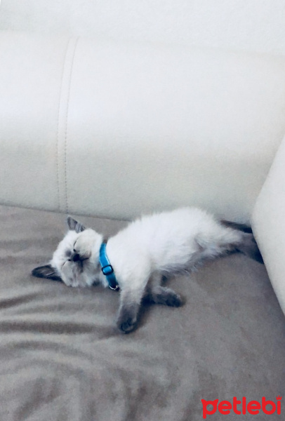 Siyam Kedisi, Kedi  fındık fotoğrafı