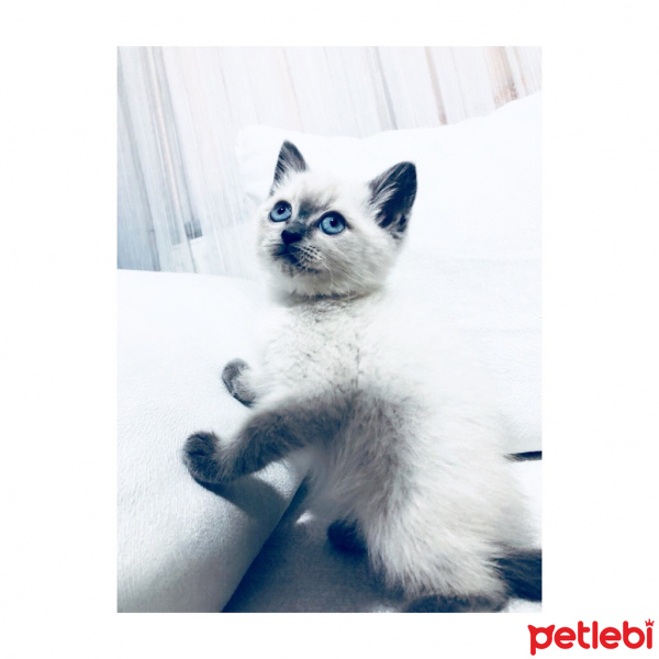 Siyam Kedisi, Kedi  fındık fotoğrafı