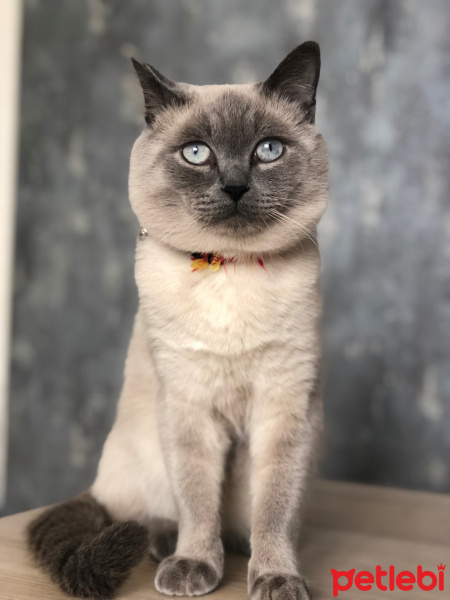 Siyam Kedisi, Kedi  fındık fotoğrafı