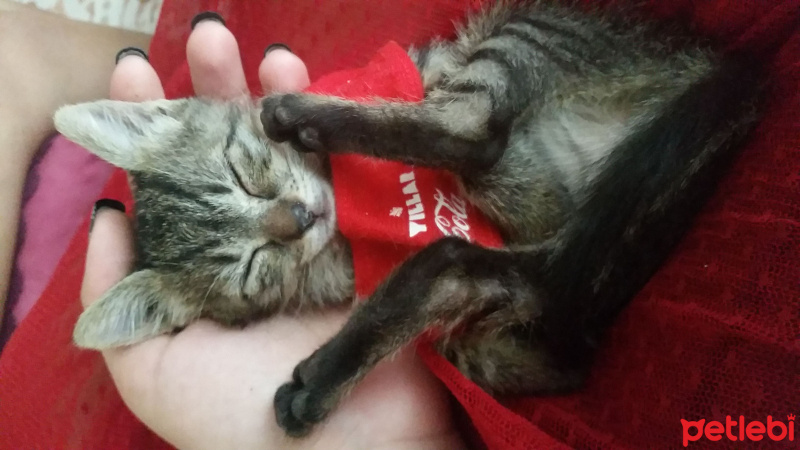 Tekir Kedi, Kedi  Mia fotoğrafı