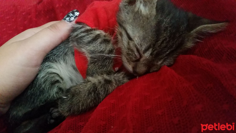 Tekir Kedi, Kedi  Mia fotoğrafı