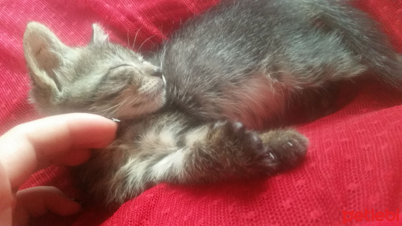 Tekir Kedi, Kedi  Mia fotoğrafı