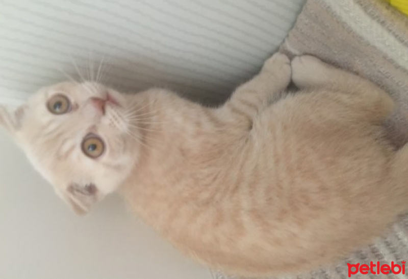 Scottish Fold, Kedi  Diş fotoğrafı