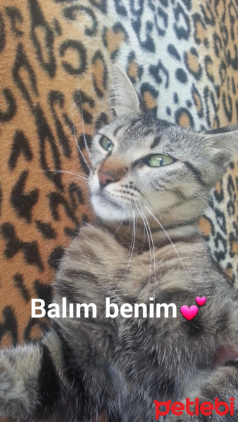 Tekir Kedi, Kedi  Fındık fotoğrafı