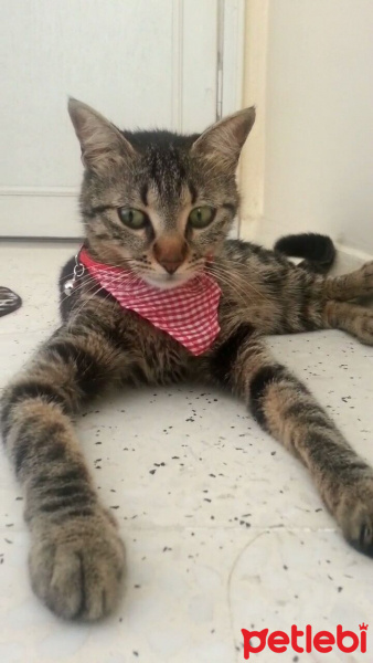 Tekir Kedi, Kedi  Fındık fotoğrafı