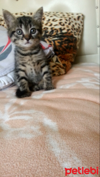 Tekir Kedi, Kedi  Fındık fotoğrafı