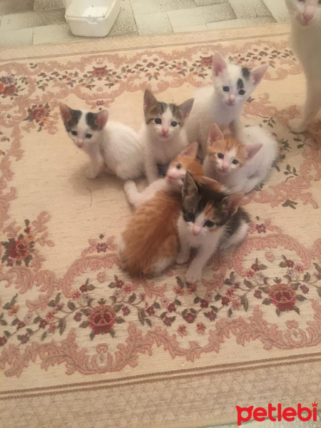 Tekir Kedi, Kedi  Minnoşlar fotoğrafı