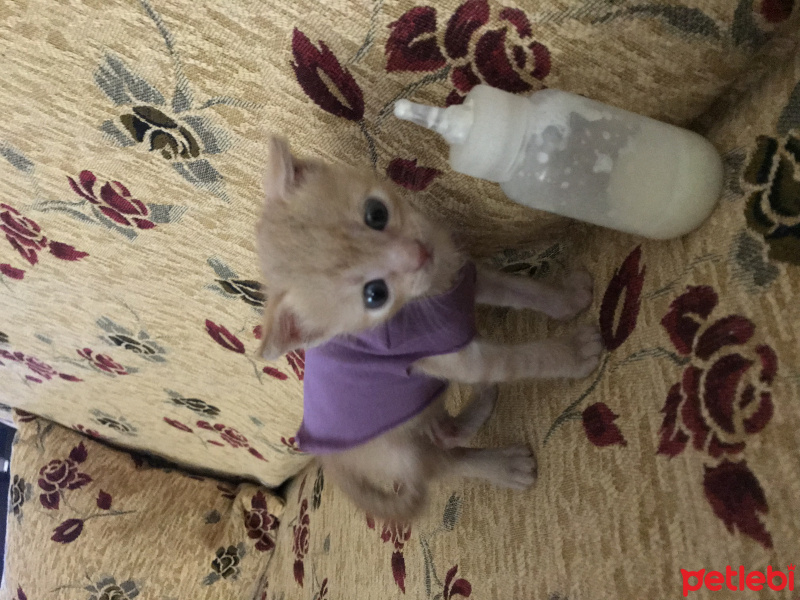 Tekir Kedi, Kedi  Dante fotoğrafı