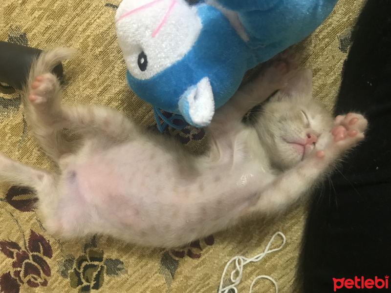 Tekir Kedi, Kedi  Dante fotoğrafı