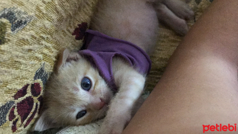 Tekir Kedi, Kedi  Dante fotoğrafı